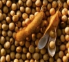 国际黄豆期货行情走势分析