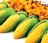 国际玉米期货行情走势图分析