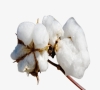 国际棉花期货走势分析最新