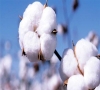国际棉花期货实时行情走势分析