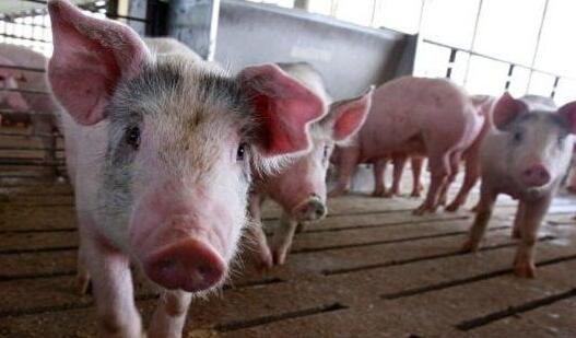 安徽宣城非洲猪瘟，安徽宣城非洲猪瘟事件始末