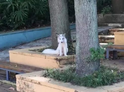 武汉大学小白狐，仙气十足引众人纷纷围观