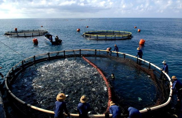 海南开捕金鲳鱼，预计将可以收获8000吨