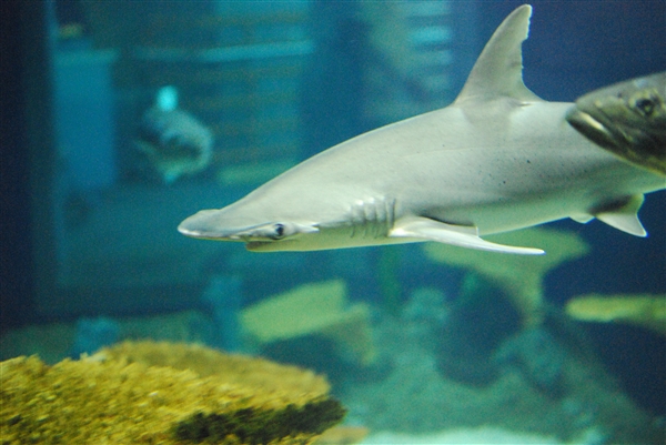 鲨鱼也吃草，科学家发现这种鲨鱼也能吃水草