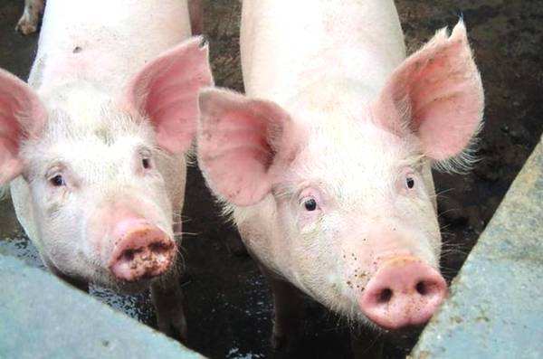 日本猪瘟疫情爆发，已停止猪肉出口