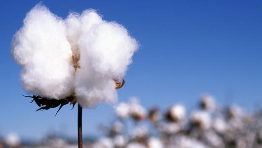 国际棉花期货行情外盘