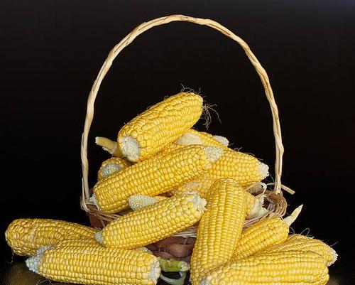 2021年玉米价格还会涨吗？