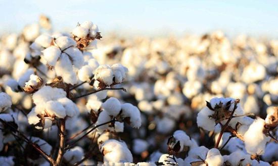 一手棉花涨100点多少钱？