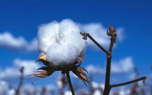 棉花期货一手多少吨？
