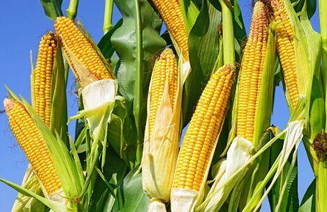 玉米期货套期保值率低说明什么？