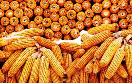 玉米期货几点开盘？