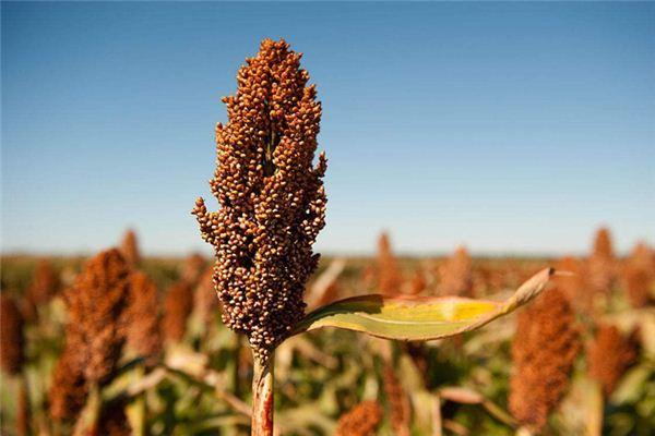 1万期货一年最多挣多少？