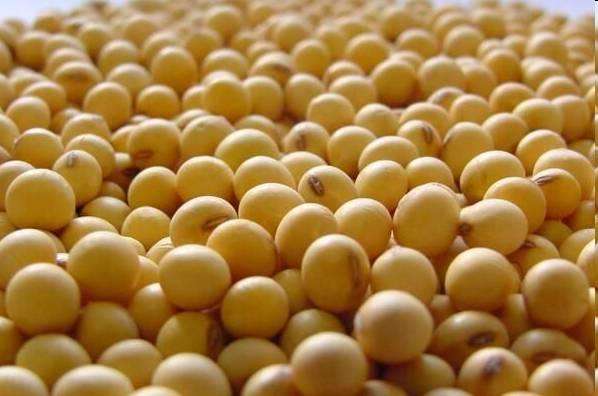 大豆期货基本面分析