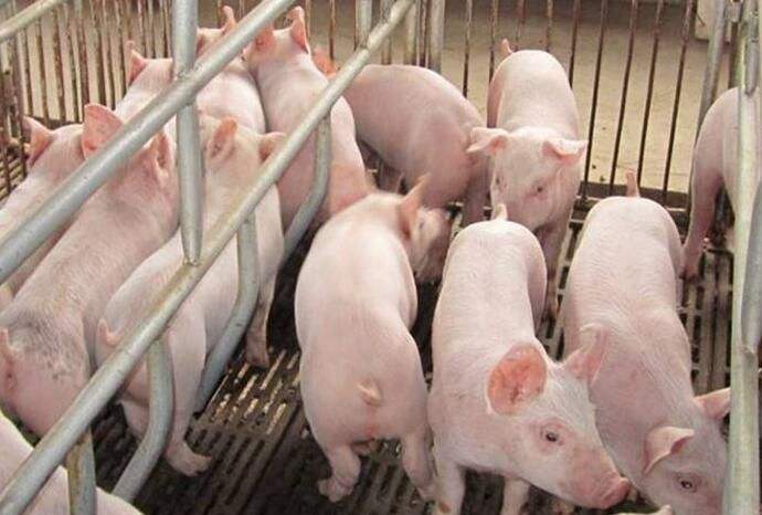 国内生猪期货每手多少钱？