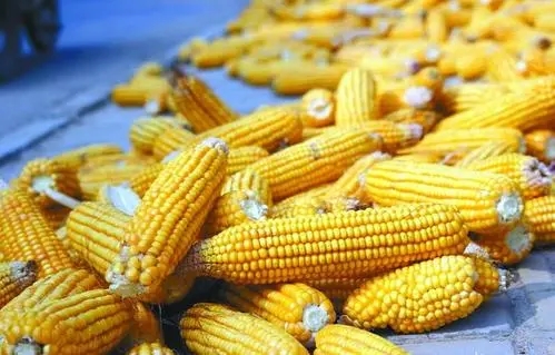 期货玉米一手多少钱？