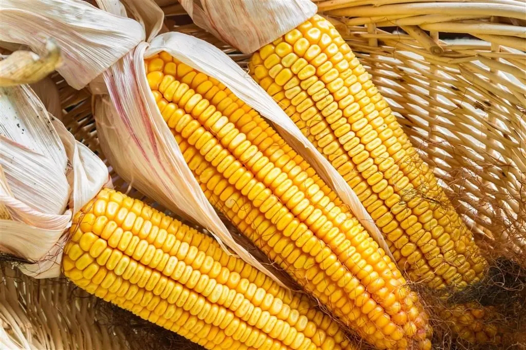 模拟期货手续费为什么那么高？