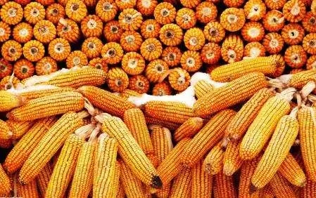 粮食期货怎么买卖？