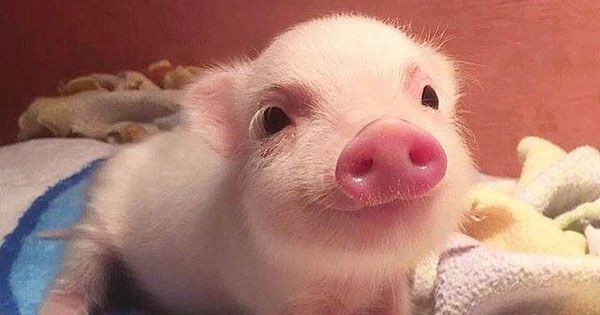 一手生猪期货多少保证金？