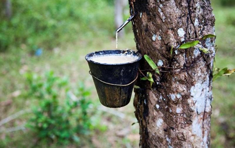 橡胶手续费多少钱一手？