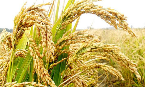 尿素期货一手多少吨？