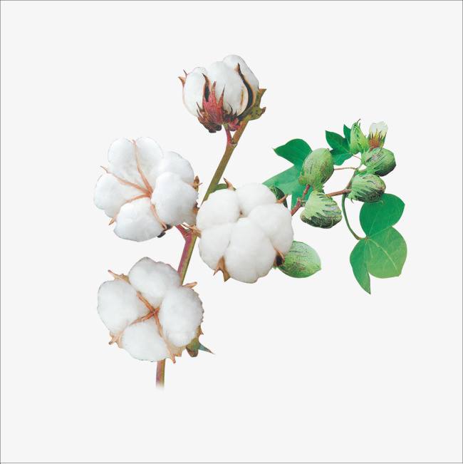 棉花期货一手涨5元赚多少？