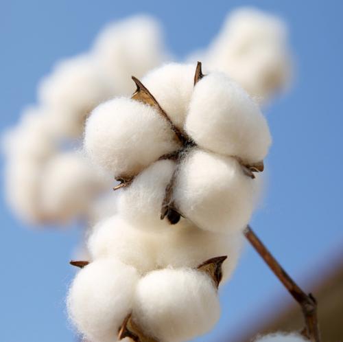 一手棉花保证金多少钱？